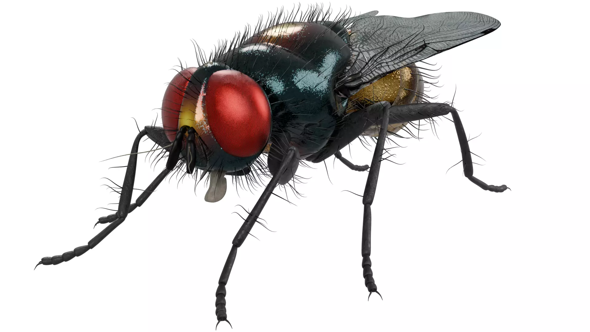 Housefly 3D model_0