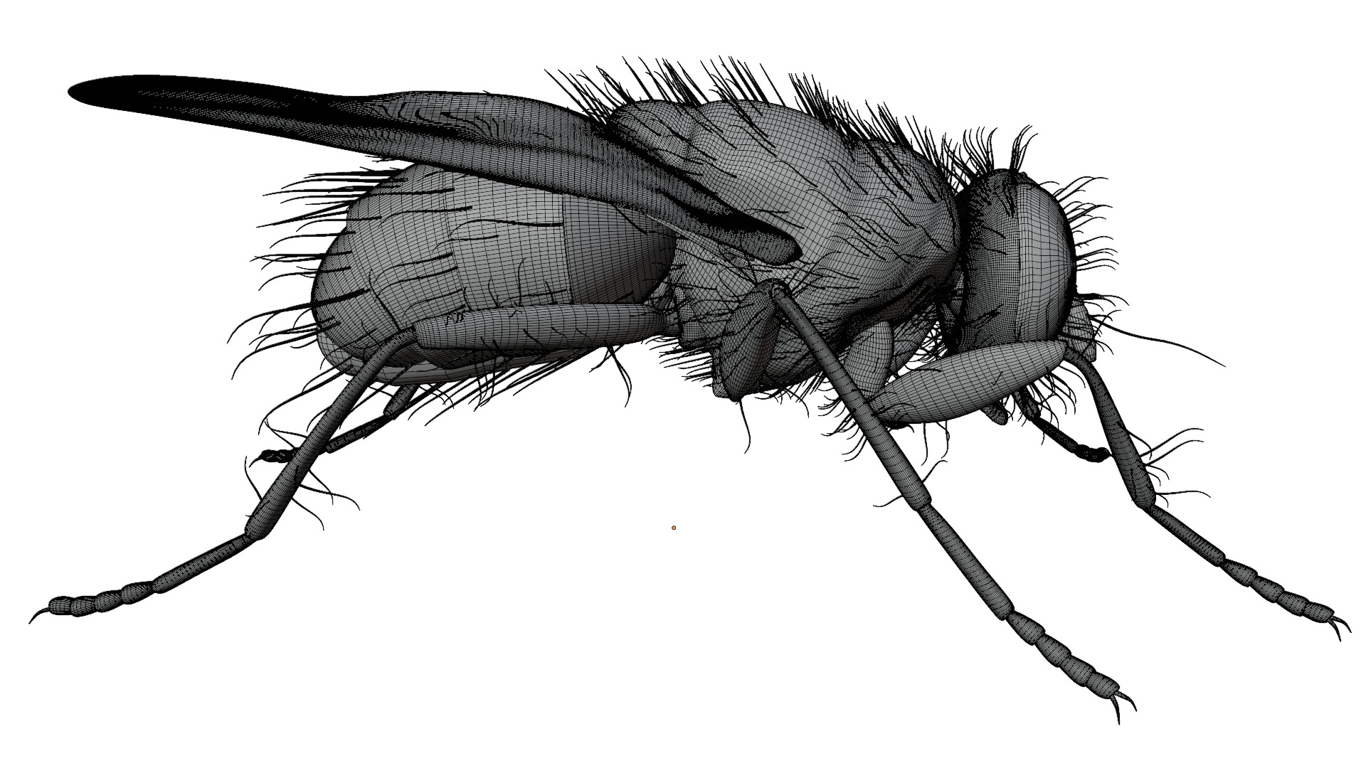 Housefly 3D model_14