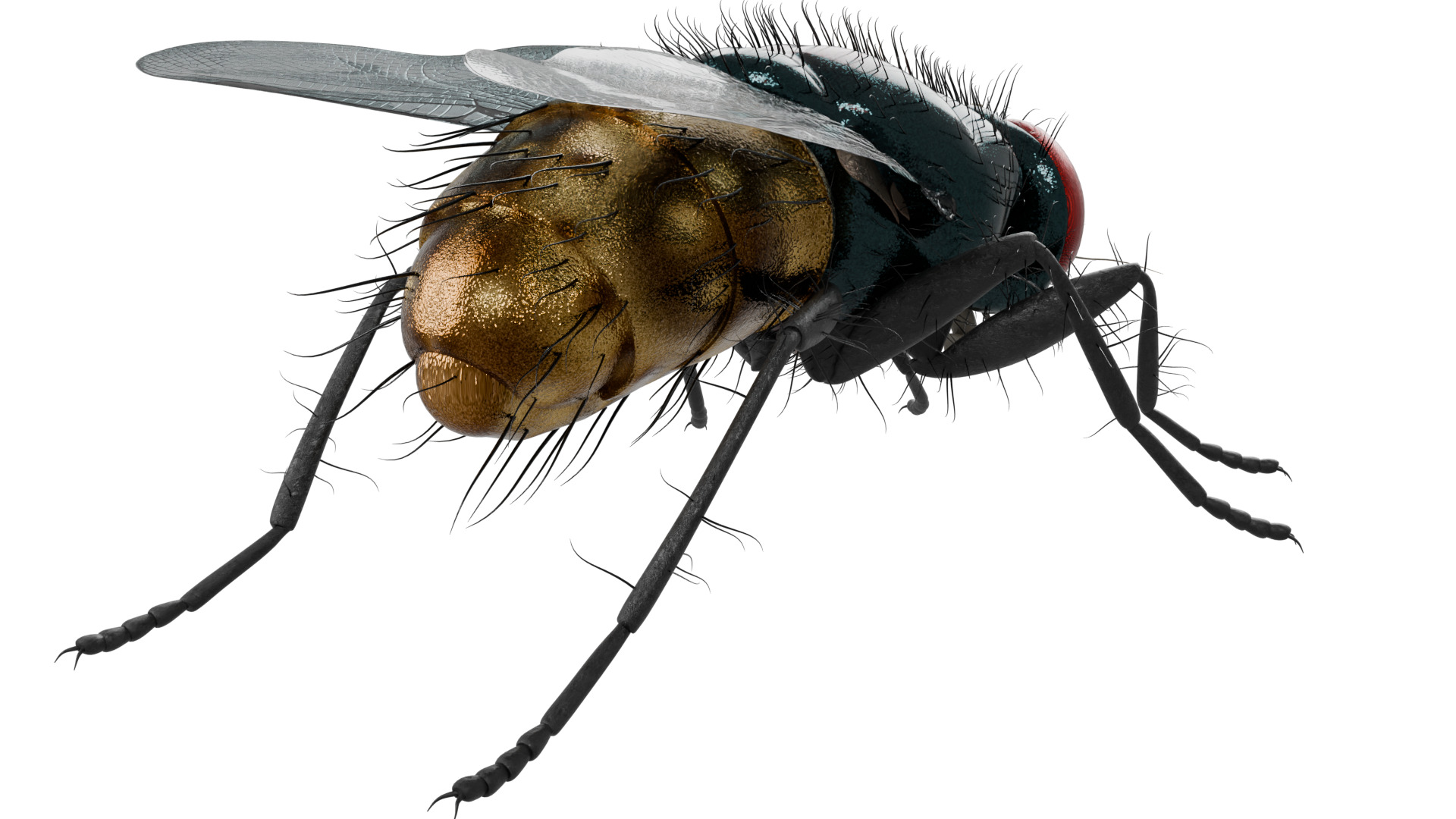 Housefly 3D model_4