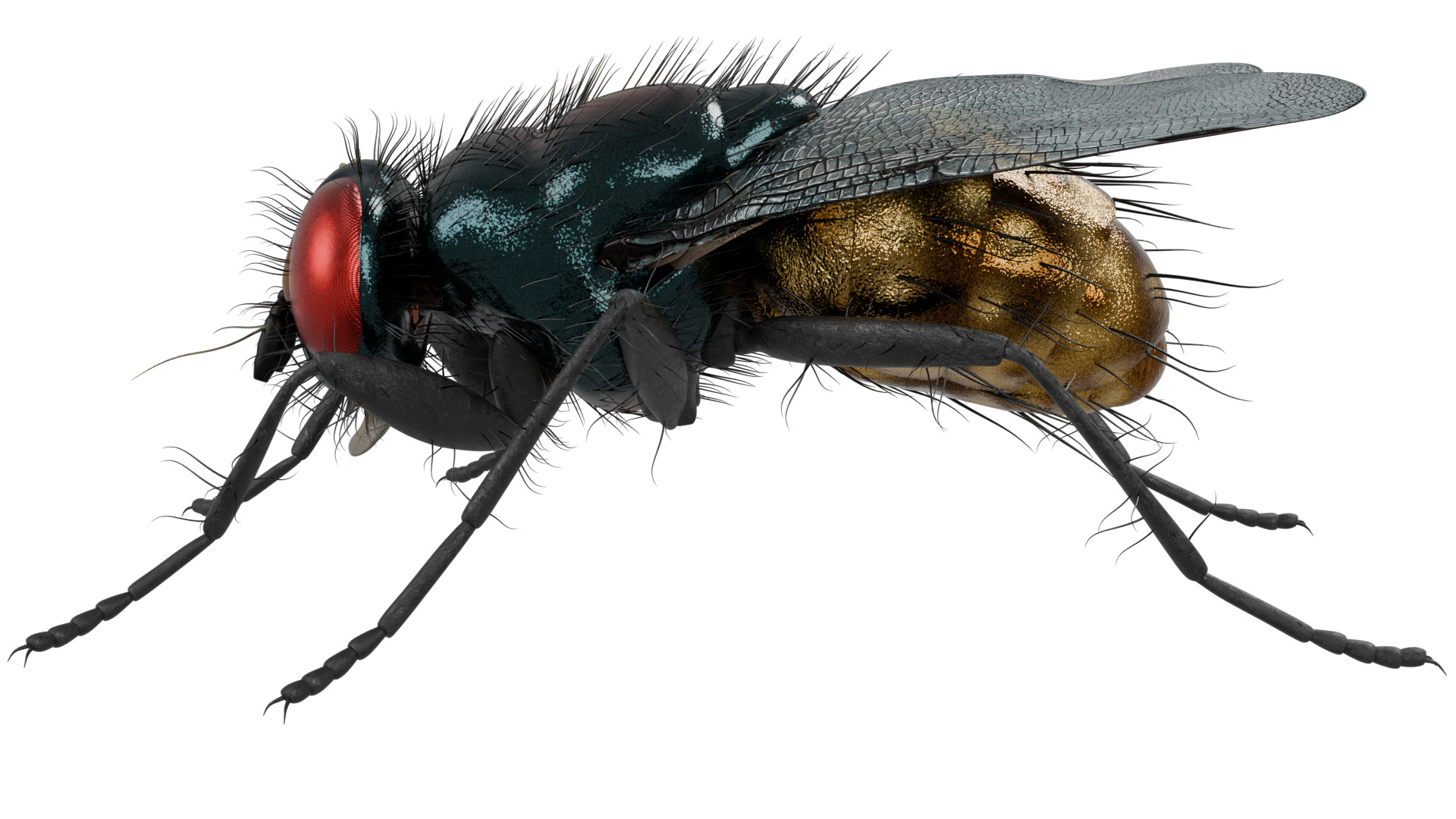Housefly 3D model_1