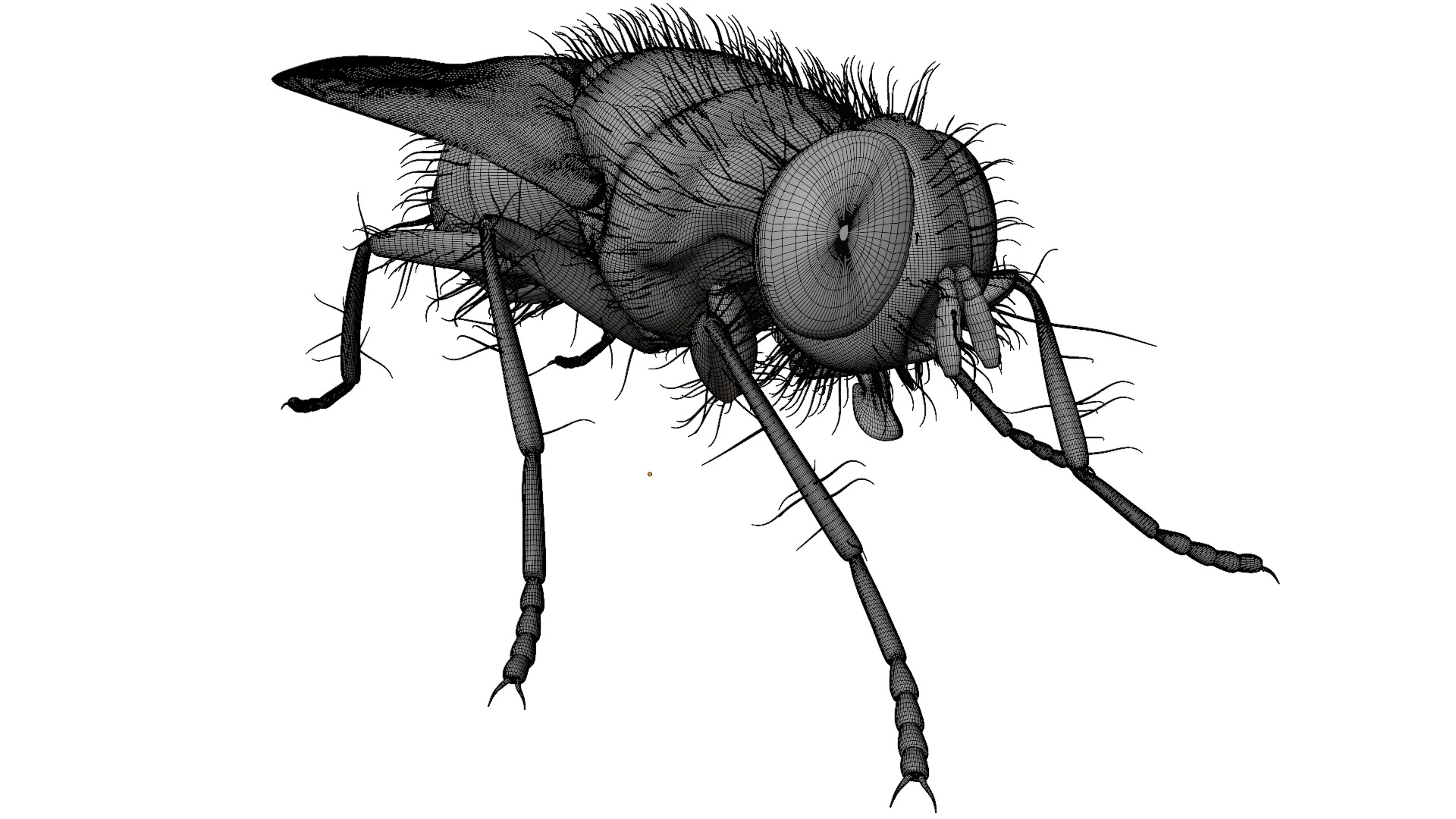 Housefly 3D model_15
