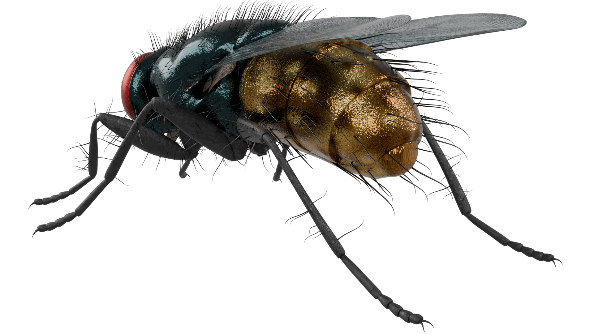 Housefly 3D model_2