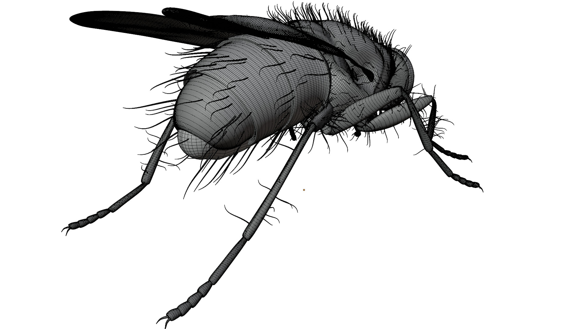Housefly 3D model_13
