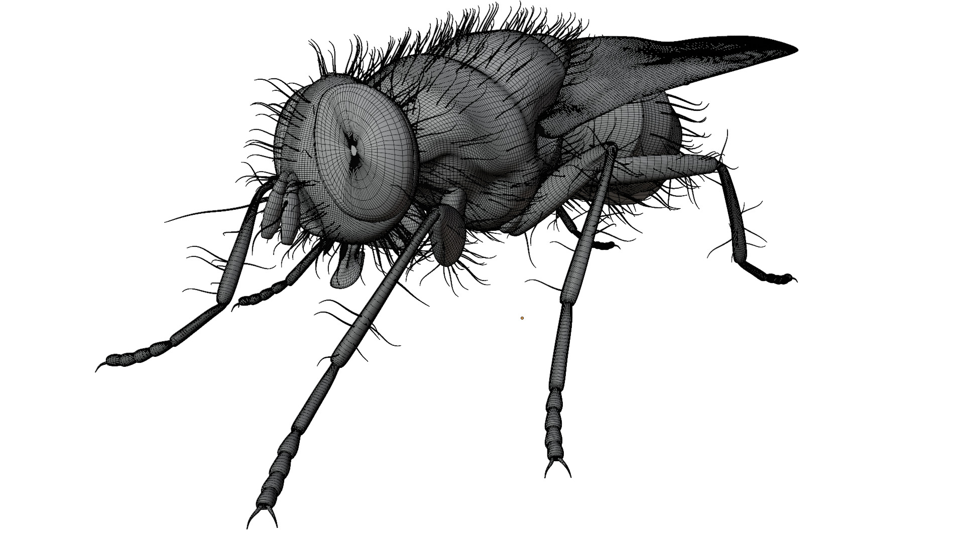 Housefly 3D model_9
