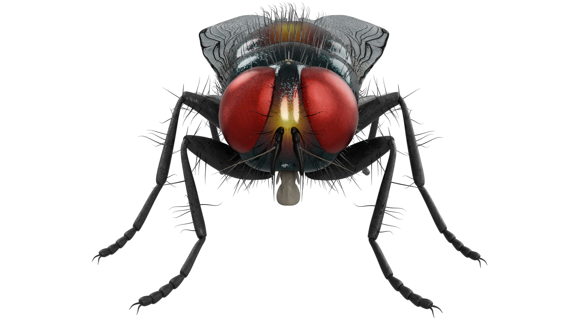 Housefly 3D model_7