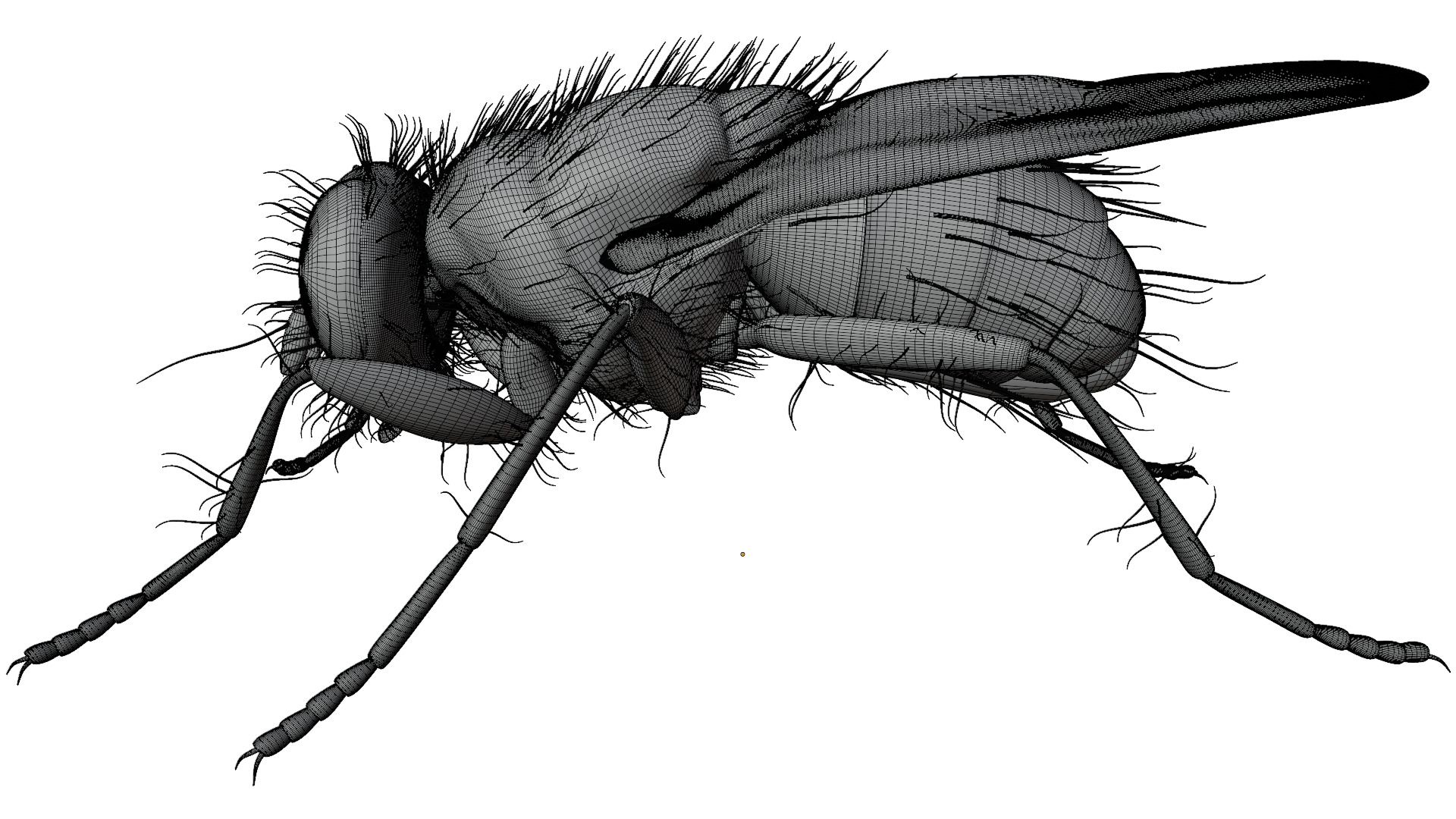 Housefly 3D model_10