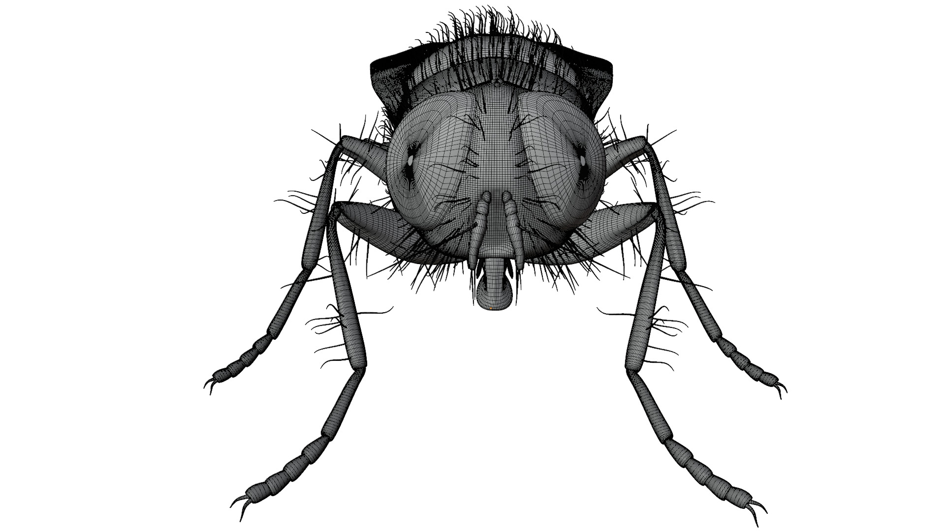 Housefly 3D model_16
