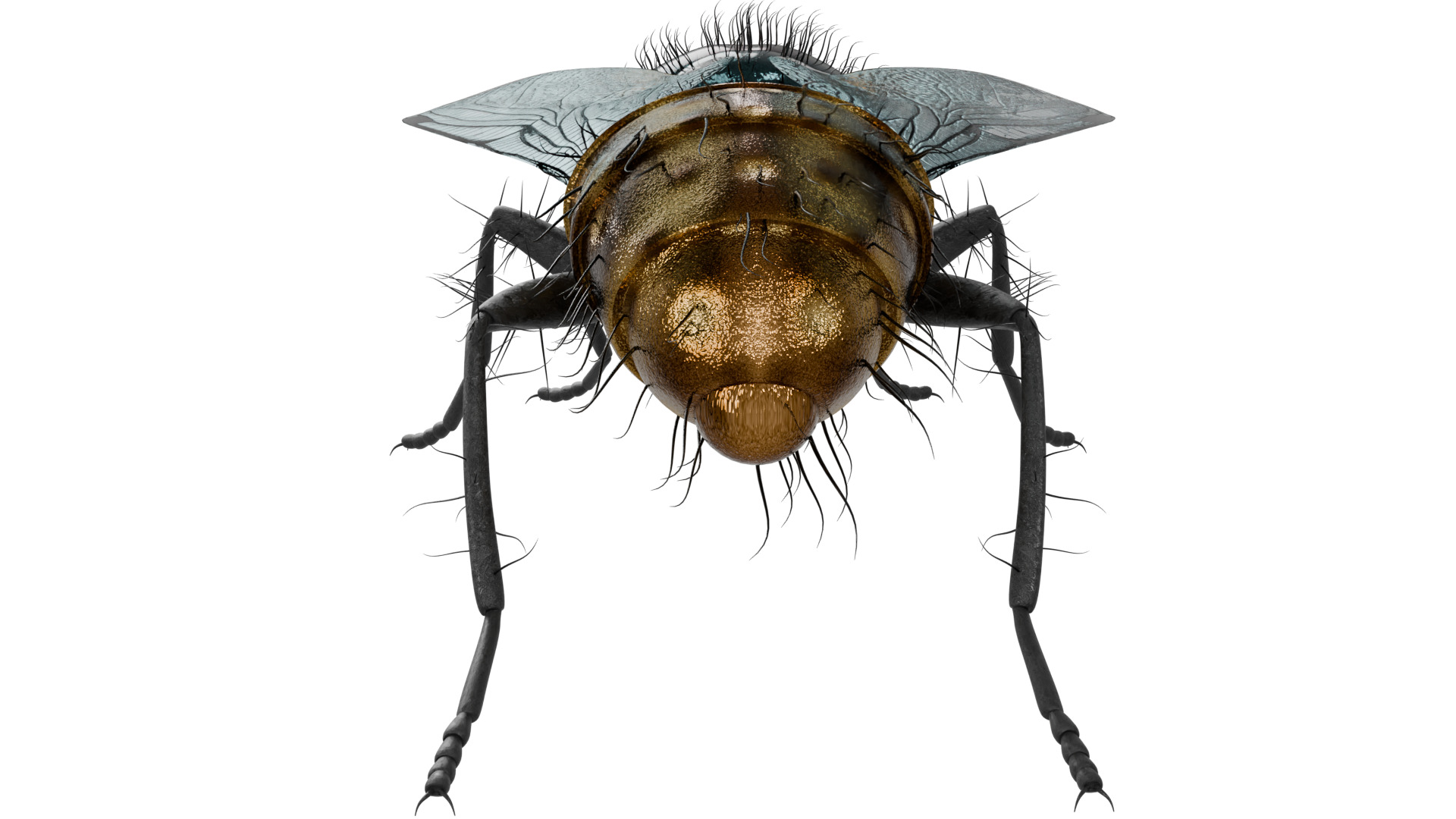 Housefly 3D model_3