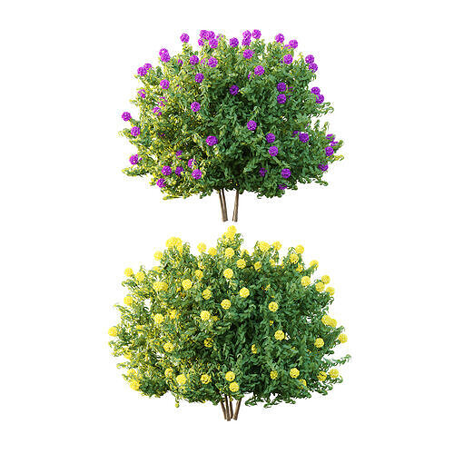 Rhododendron Arboreum Bush 03 3D model