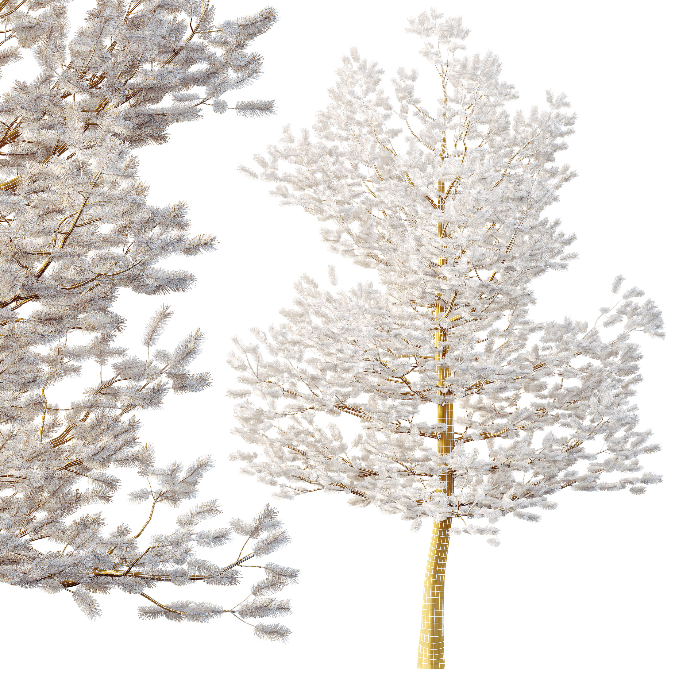 AV Premium Mountain Pine Needles Mugo Pinus Swiss Tree 3D model_4