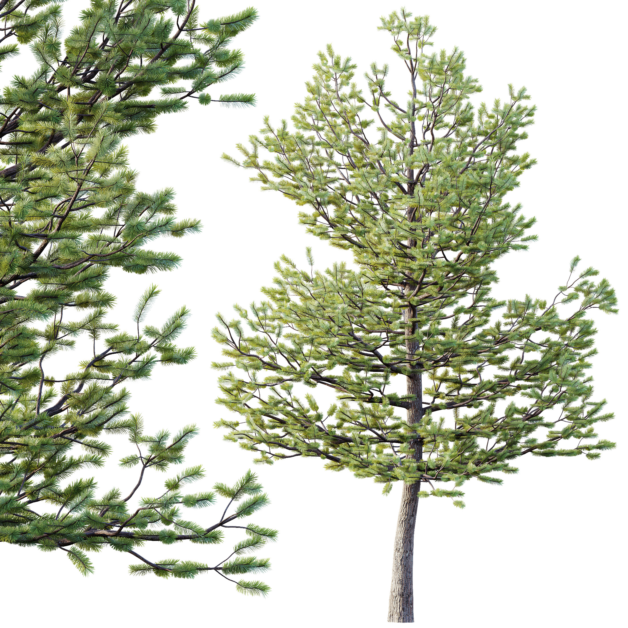 AV Premium Mountain Pine Needles Mugo Pinus Swiss Tree 3D model_3