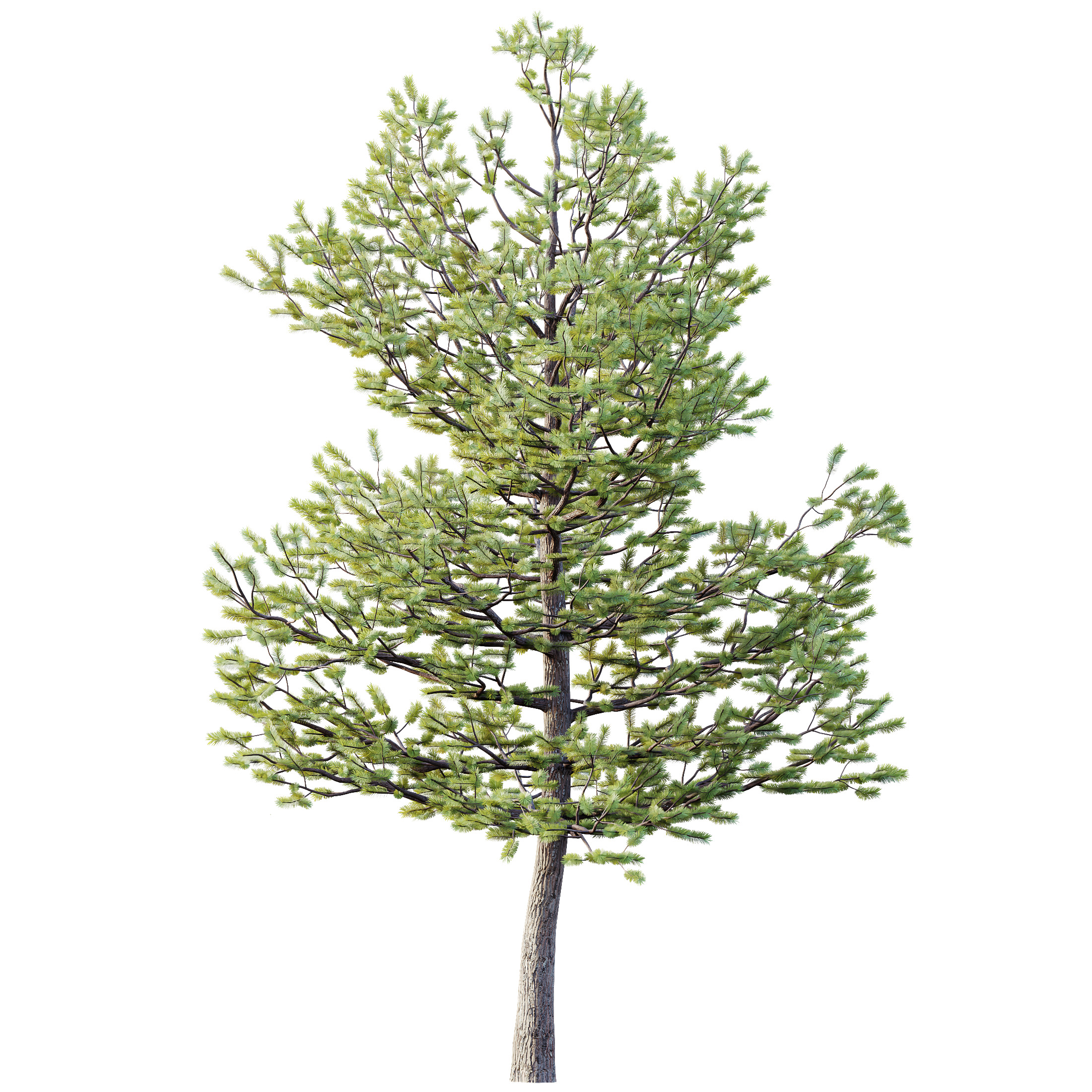 AV Premium Mountain Pine Needles Mugo Pinus Swiss Tree 3D model_1