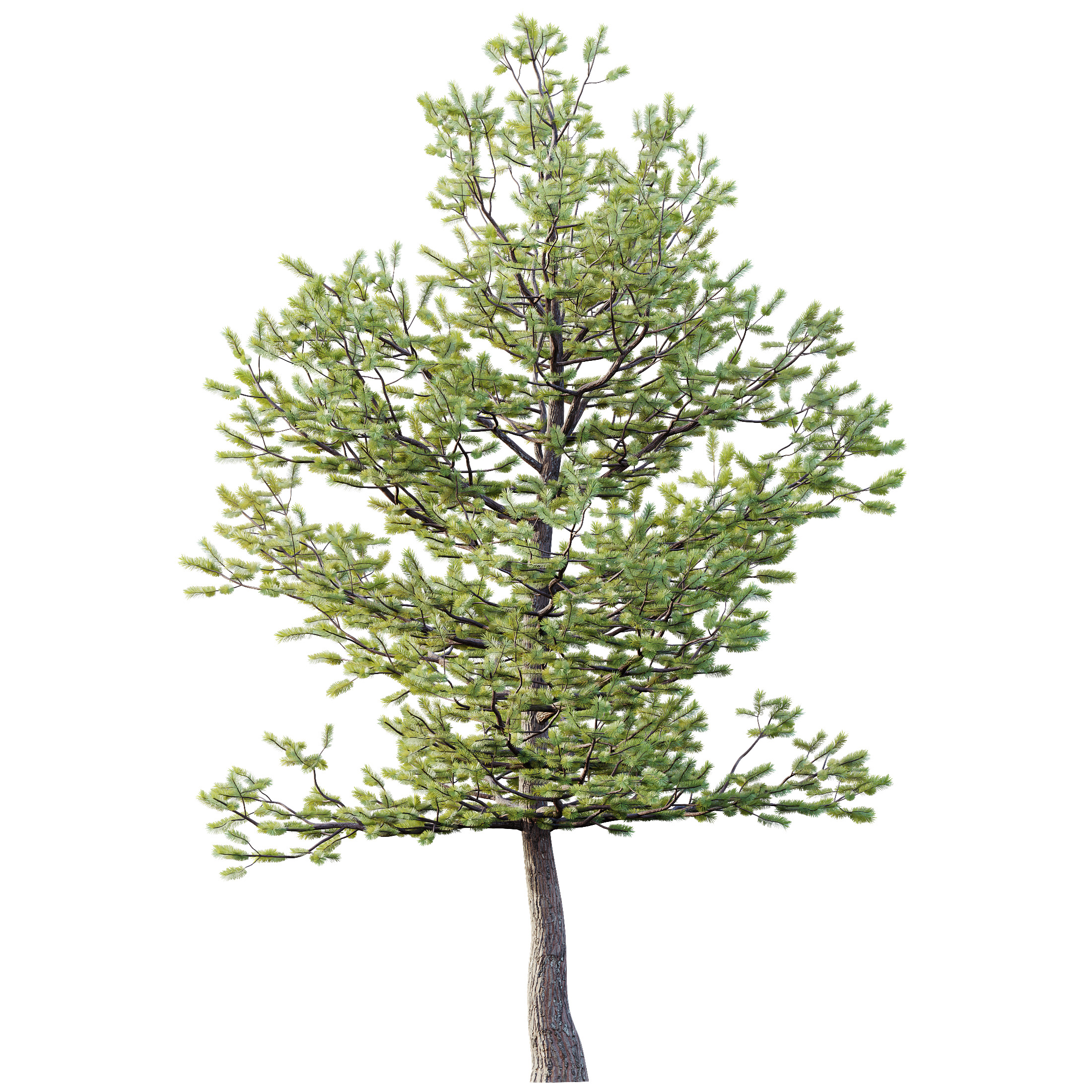 AV Premium Mountain Pine Needles Mugo Pinus Swiss Tree 3D model_2