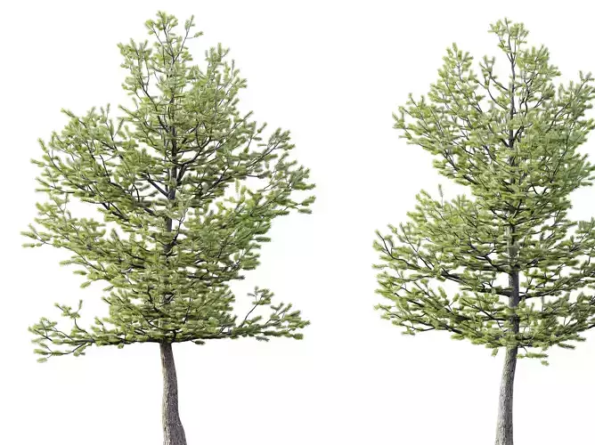 AV Premium Mountain Pine Needles Mugo Pinus Swiss Tree 3D model