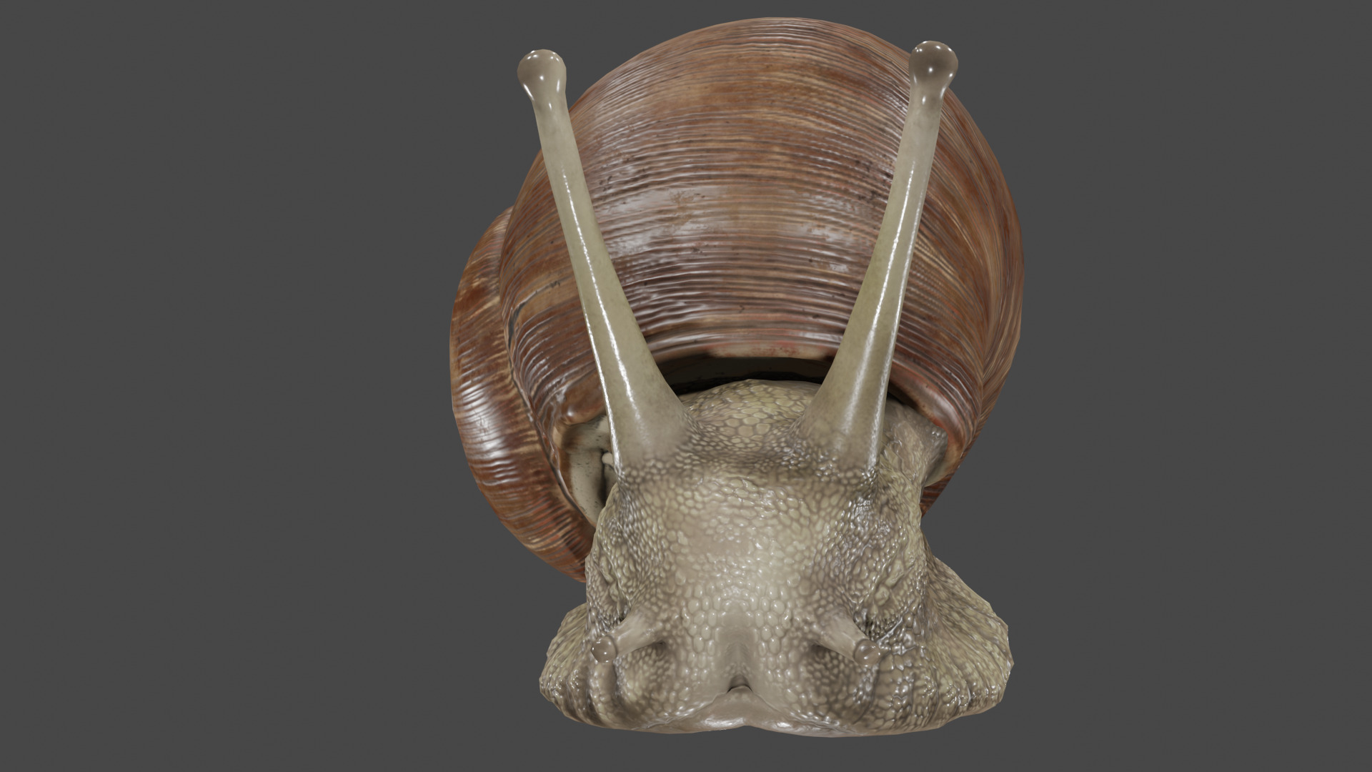 Snail 3D model_11