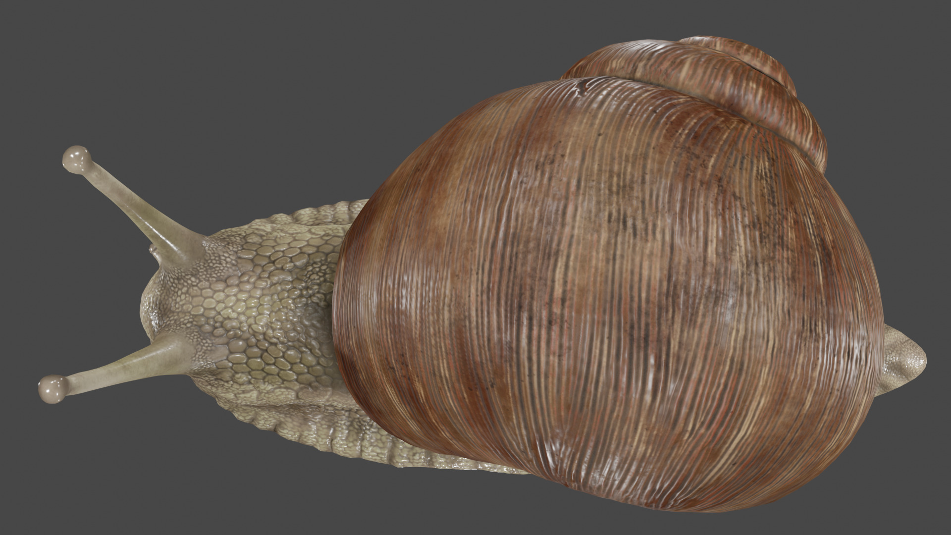 Snail 3D model_2