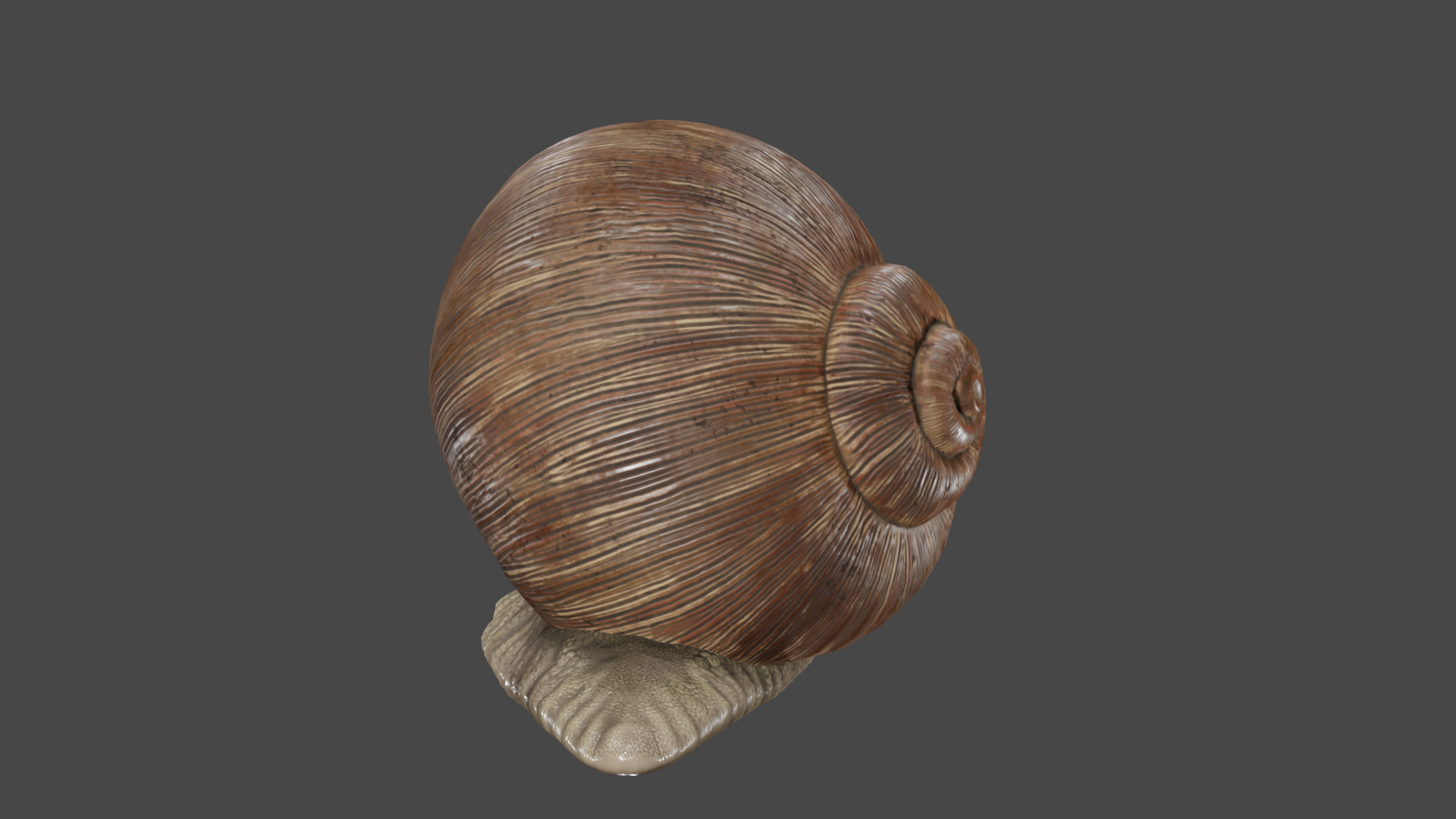 Snail 3D model_8