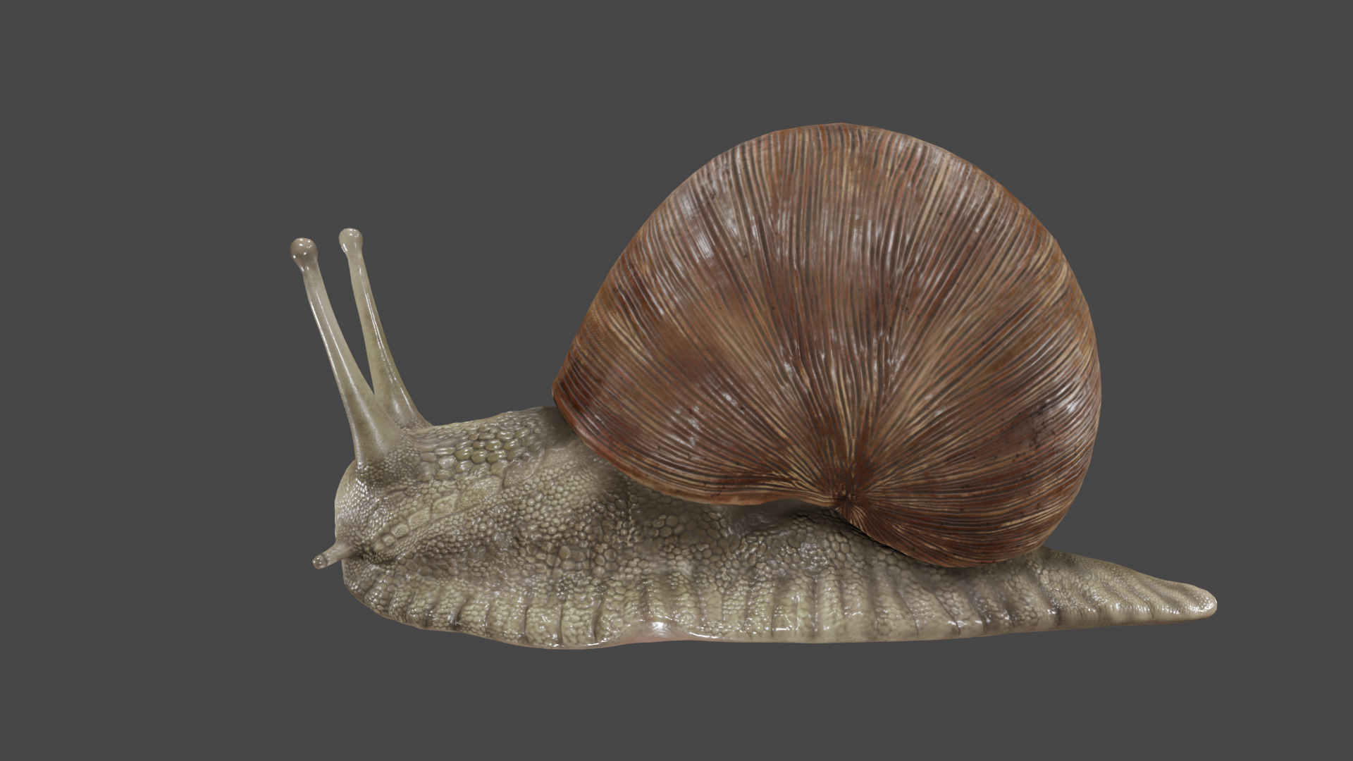 Snail 3D model_6