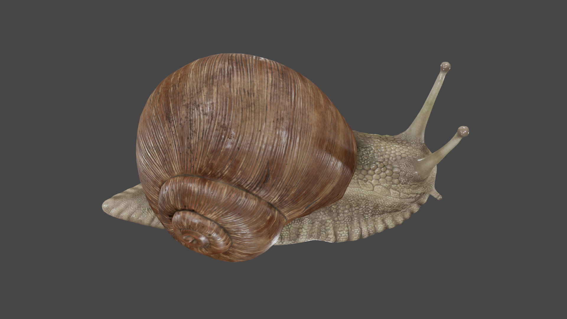 Snail 3D model_3