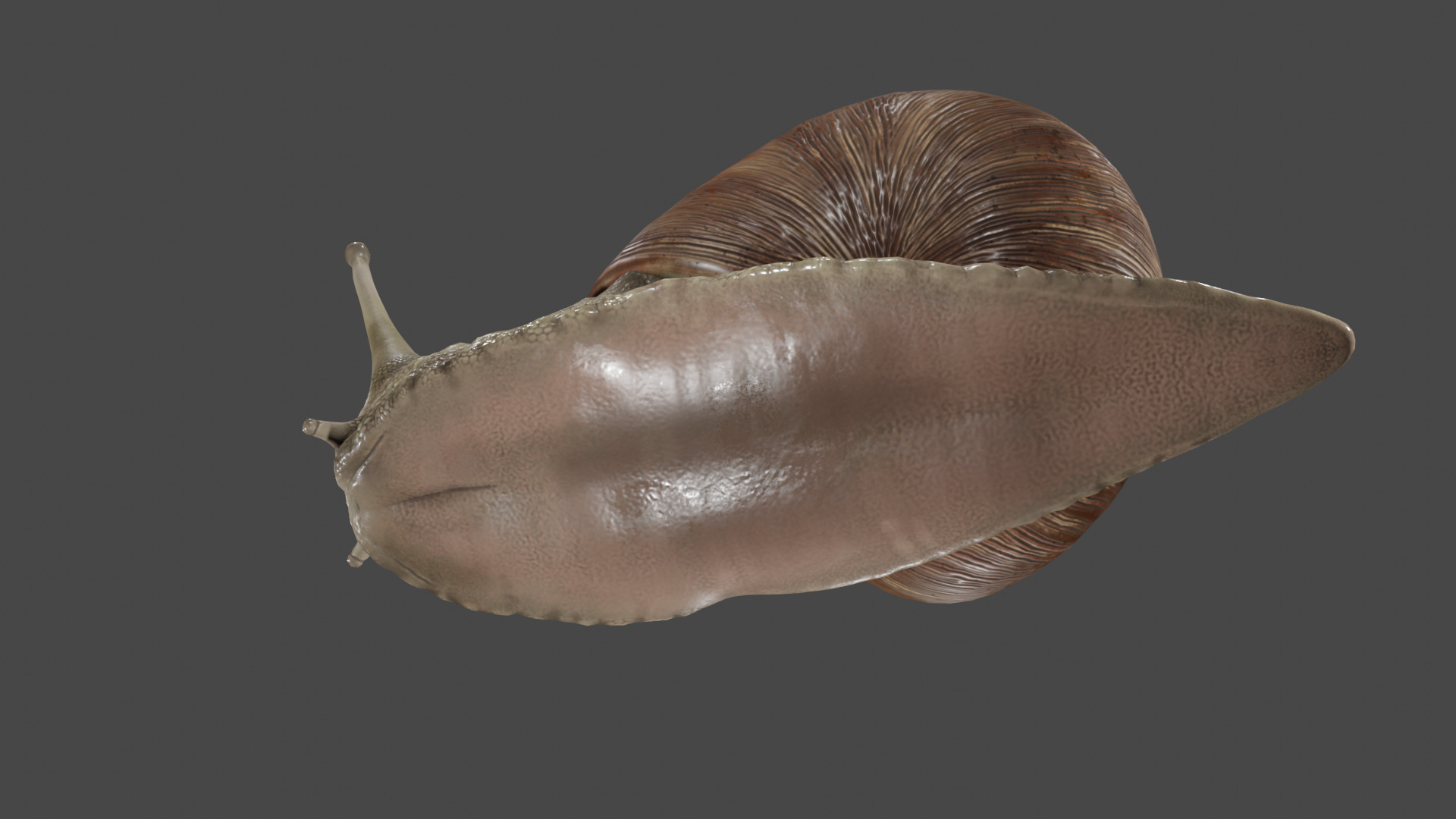 Snail 3D model_7