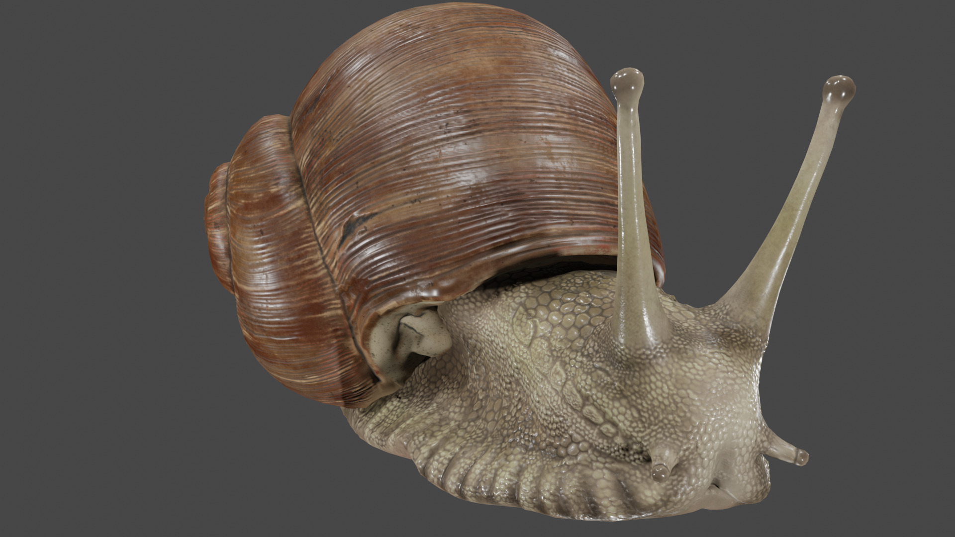 Snail 3D model_10