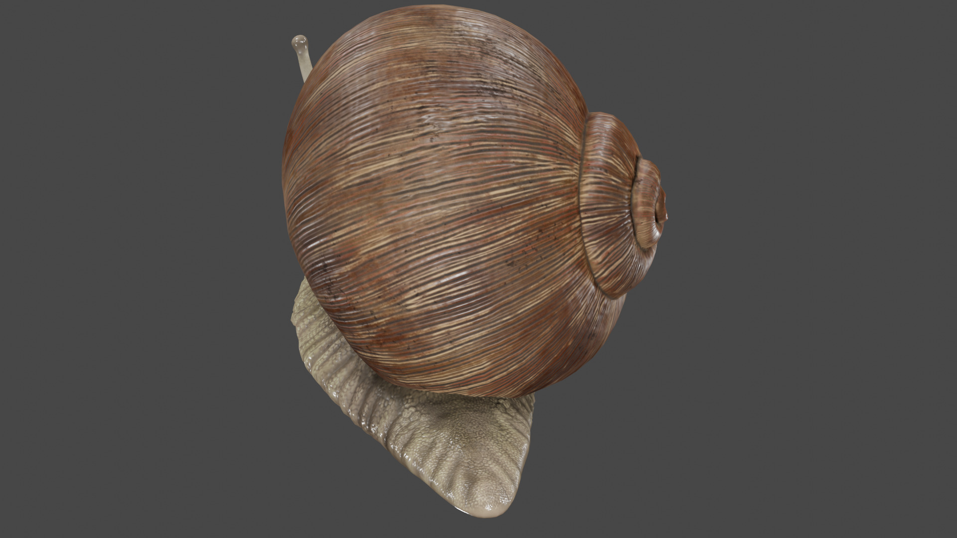 Snail 3D model_1
