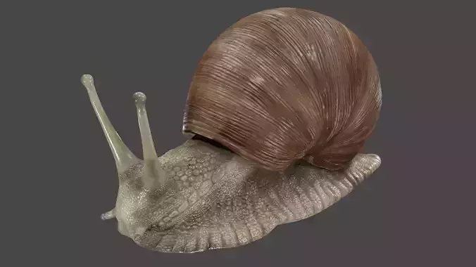 Snail