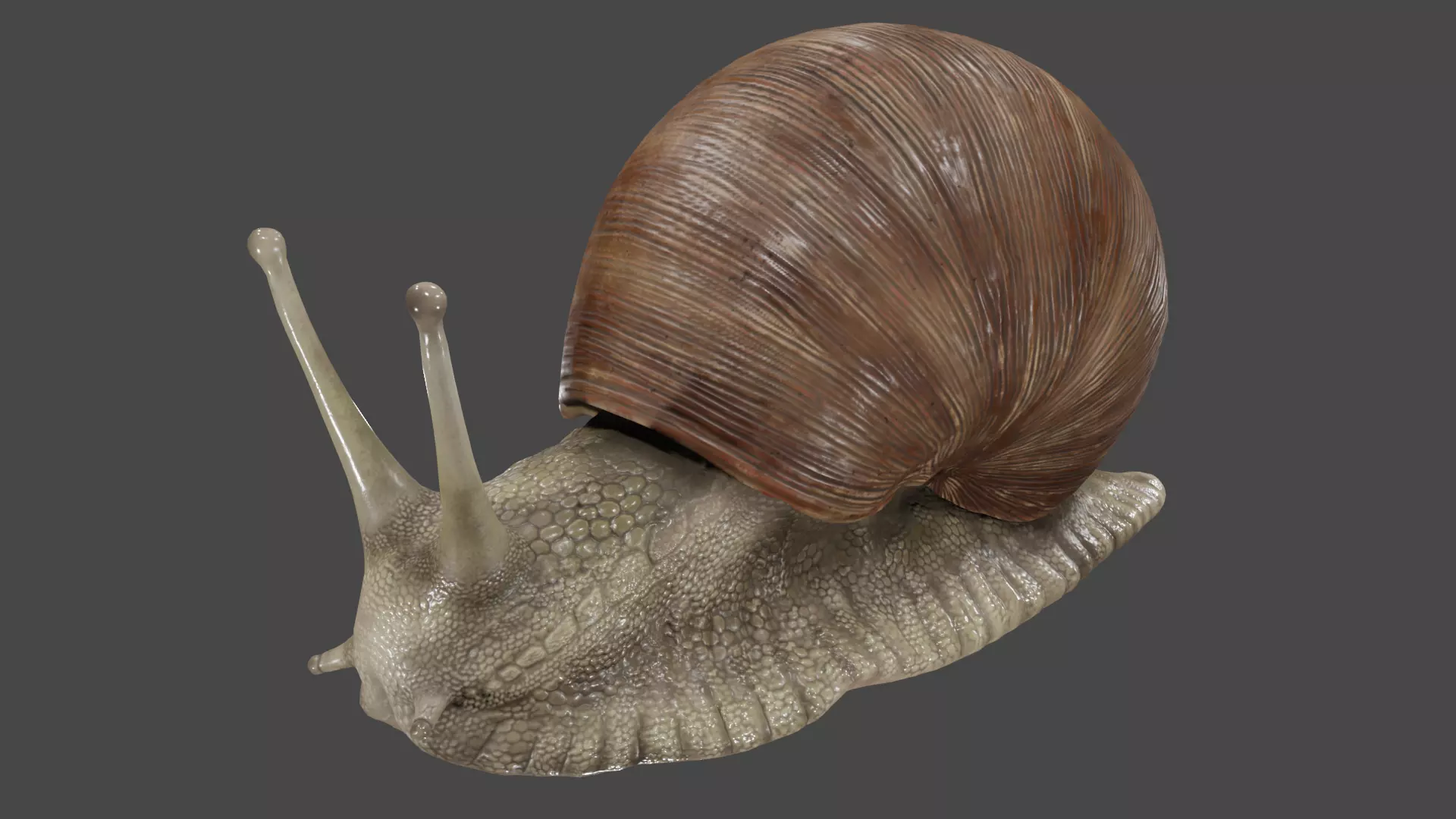 Snail 3D model_0