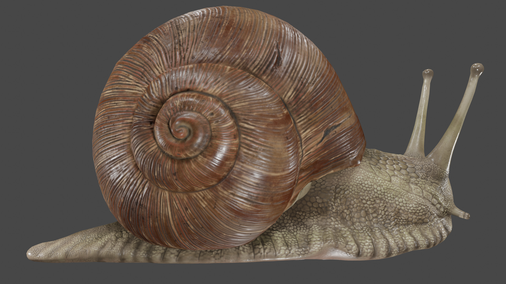 Snail 3D model_4