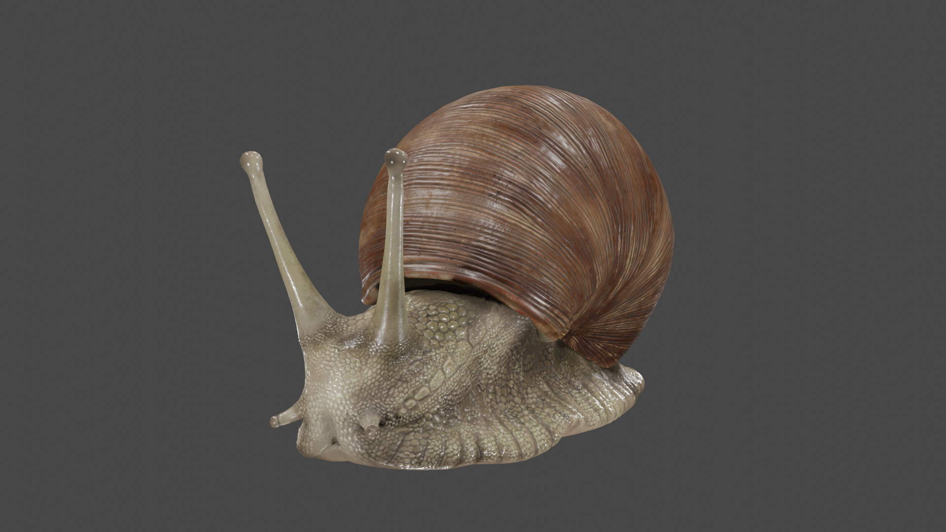 Snail 3D model_5