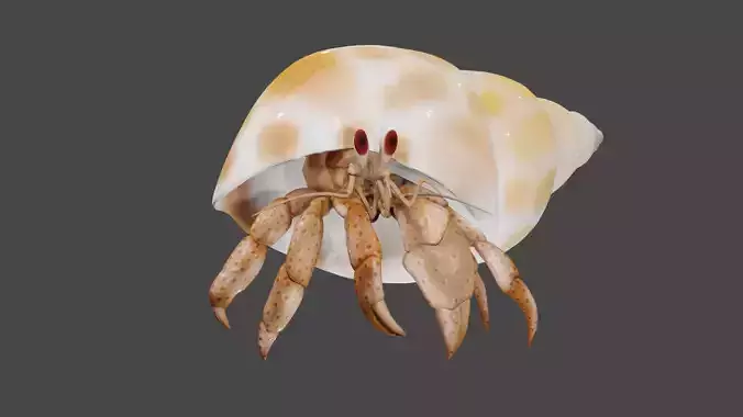 Hermit Crab  3D model