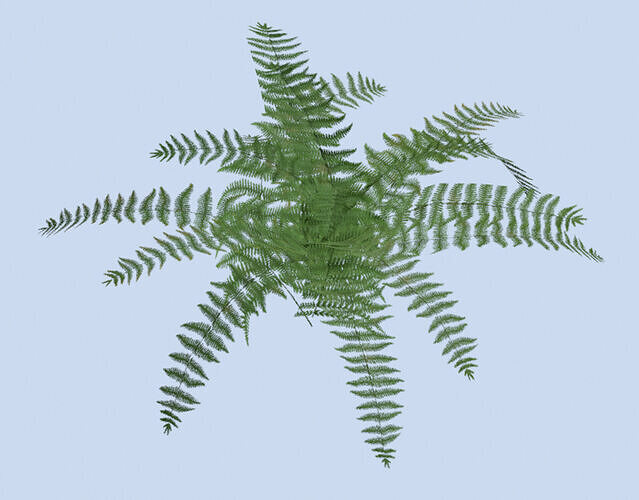 VR PBR ENVIRONMENT ASSET REALISTIC FERN A 3D MODEL Low-poly 3D model