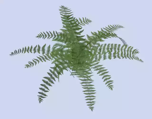 VR PBR ENVIRONMENT ASSET REALISTIC FERN A 3D MODEL