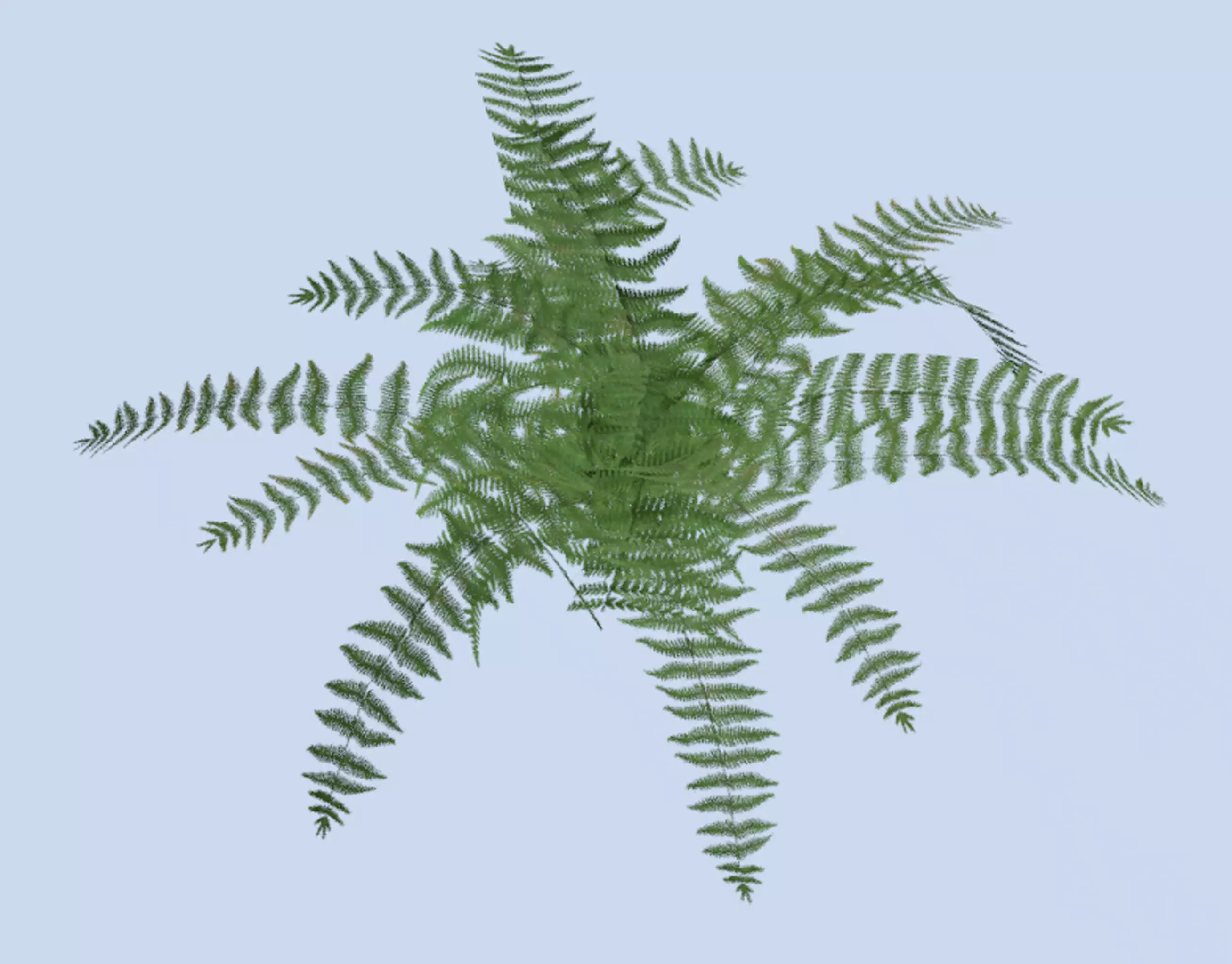 VR PBR ENVIRONMENT ASSET REALISTIC FERN A 3D MODEL Low-poly 3D model_0