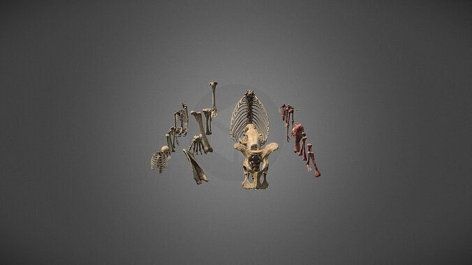 Display of human bones and limbs Low-poly 3D model
