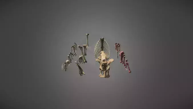 Display of human bones and limbs