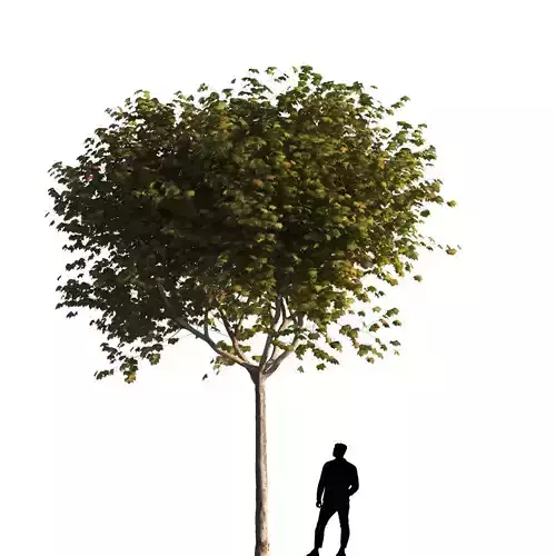 Platanus x hispanica  S 01 London plane Platanaceae