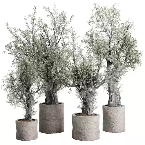 Old Olive Tree in a stone pot - set indoor plant 636