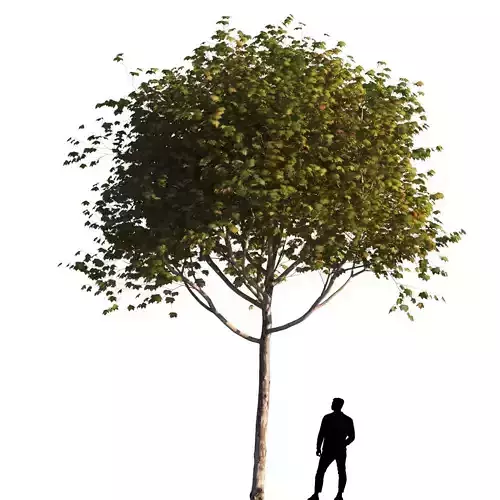 Platanus x hispanica  S 03 London plane Platanaceae