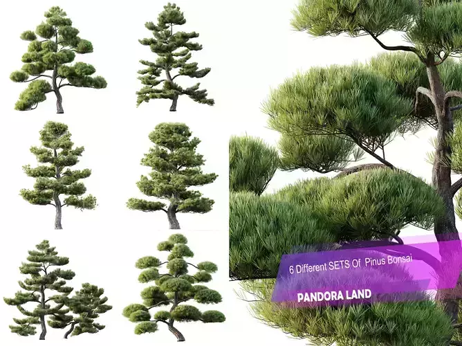 AV 6 Different Pinus Bonsai Trees Sylvestris Collection