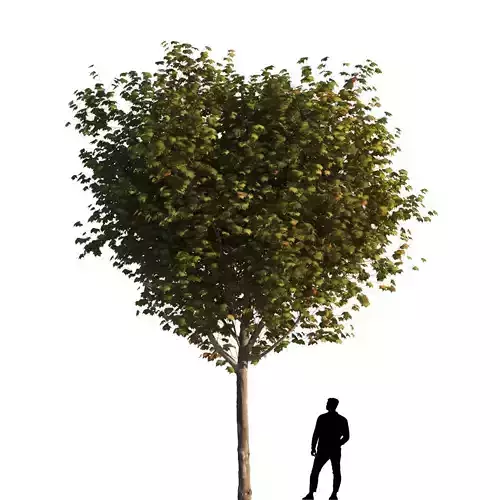 Platanus x hispanica  S 05 London plane Platanaceae