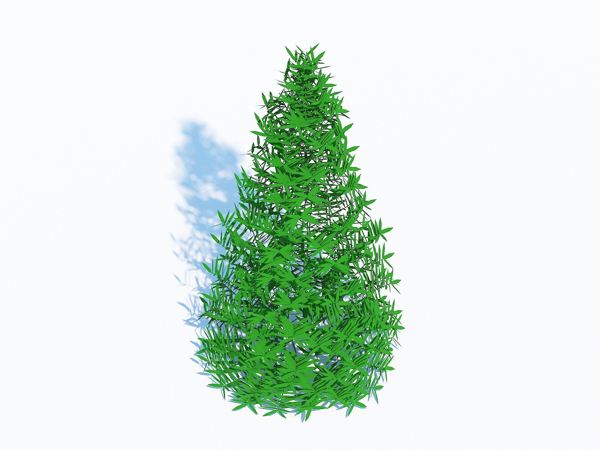  Plant Taxus Media-Pyramidal  Low-poly 3D model_2