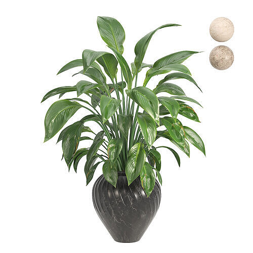 Peace Lily Spathiphyllum 3D model