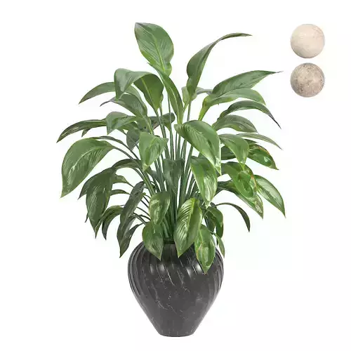 Peace Lily Spathiphyllum 3D model