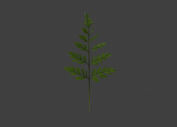 10 type of Plant Grass collection 3D model_56