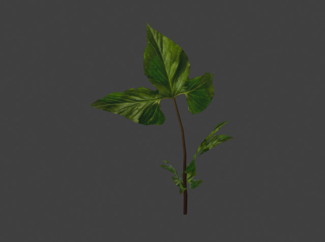 10 type of Plant Grass collection 3D model_62