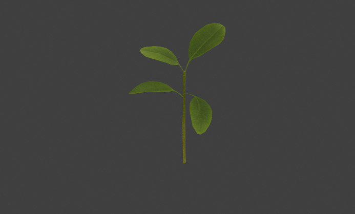 10 type of Plant Grass collection 3D model_65