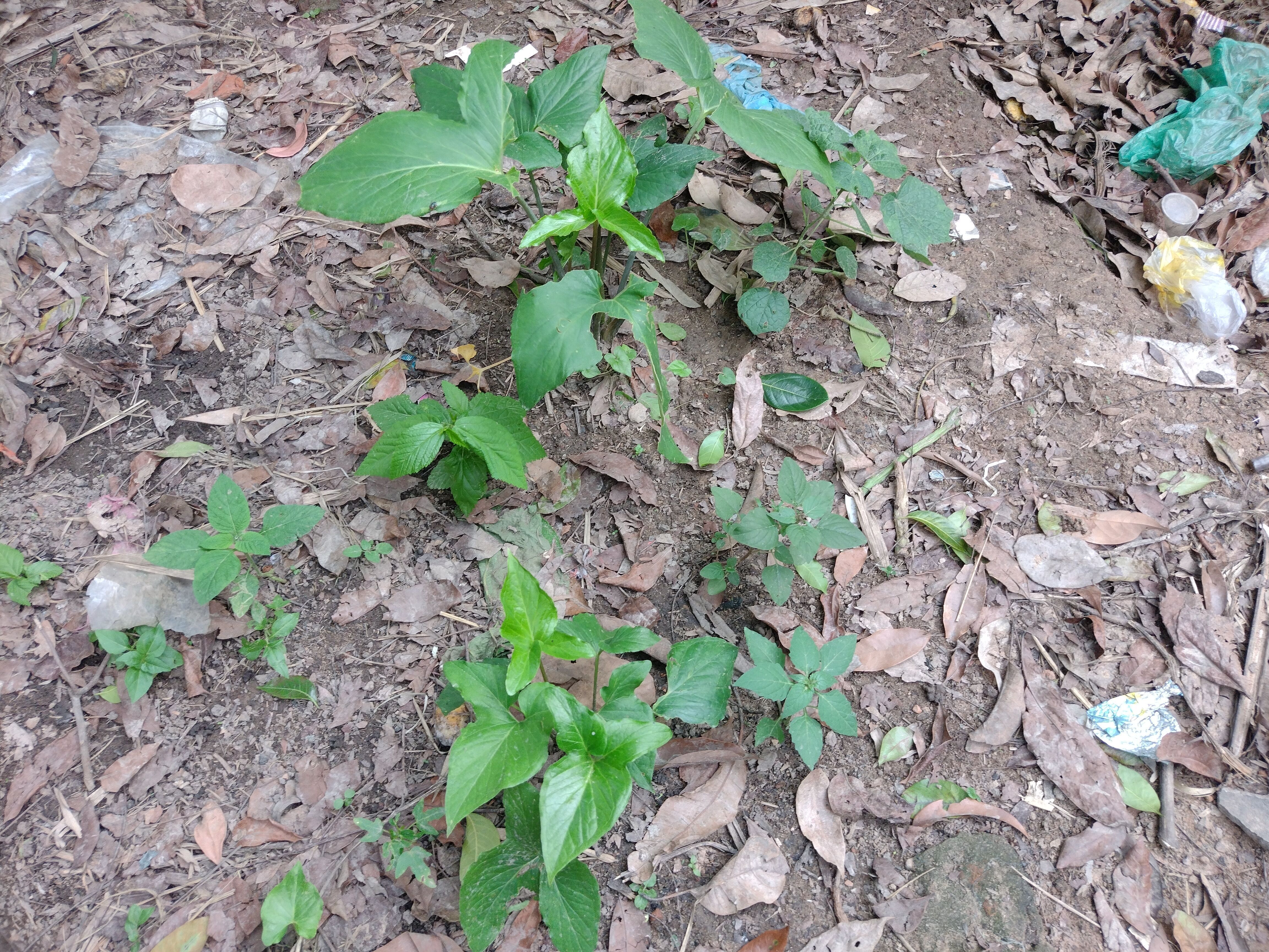 10 type of Plant Grass collection 3D model_45