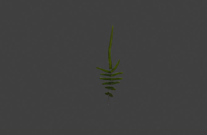 10 type of Plant Grass collection 3D model_60