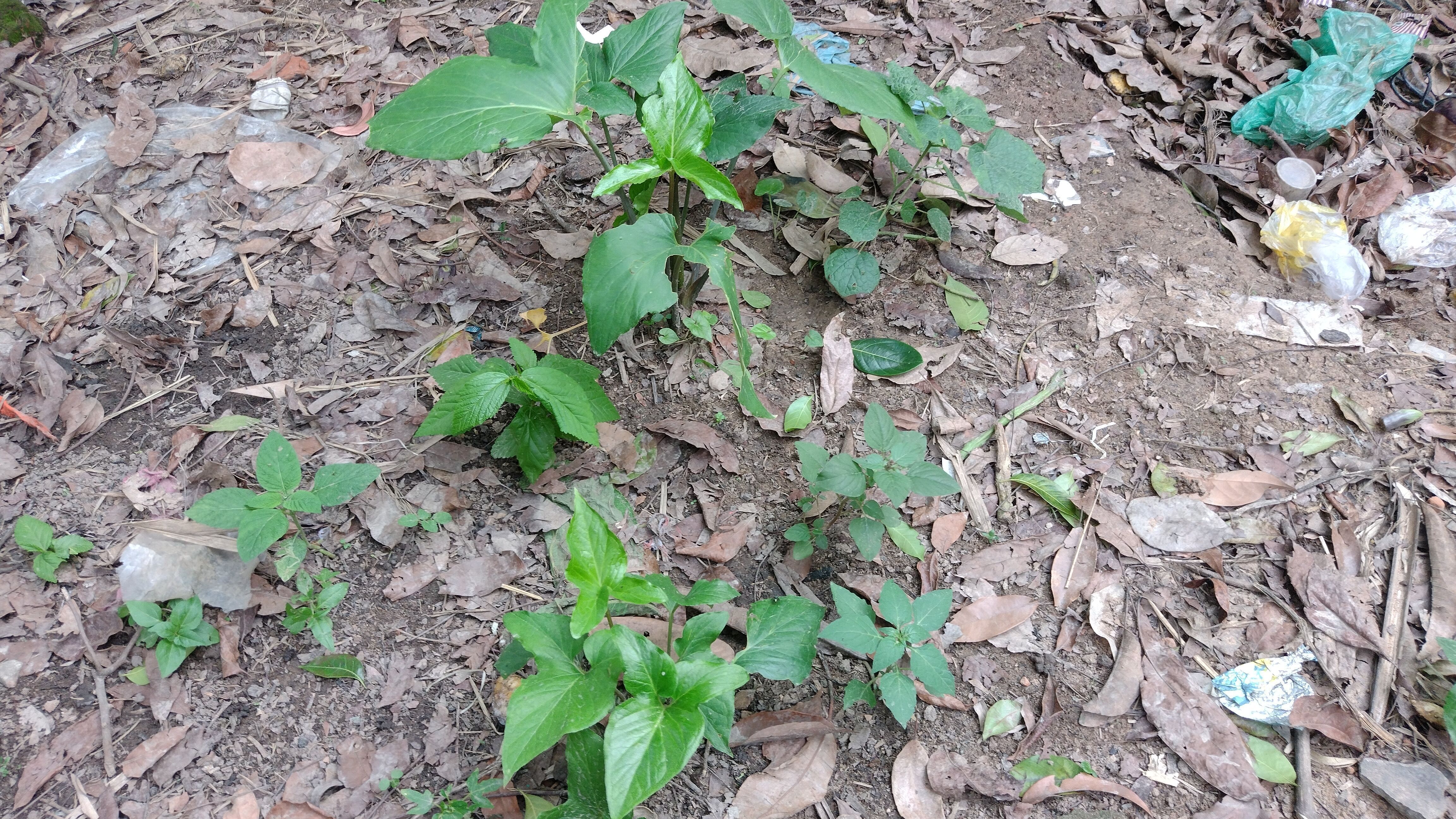 10 type of Plant Grass collection 3D model_46